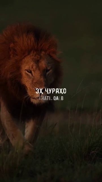 Як бо манед як душманед эх ҷураҳо #shorts #tajikistan смотреть онлайн