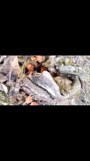 Любимые родители! пошли за грибами) #shorts #live #nature смотреть онлайн