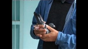 спортивные  голуби