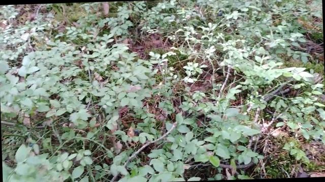 Поход в лес за черникой и грибами смотреть онлайн