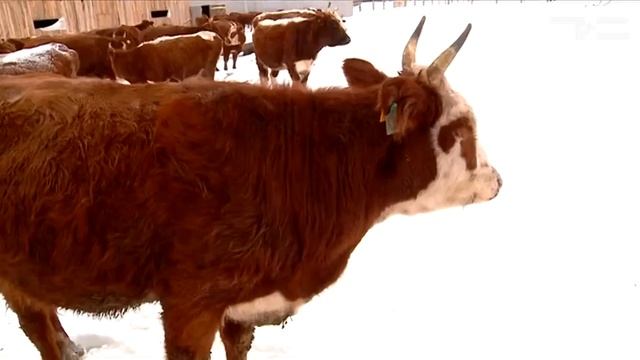 Рыжие девчата - «Утро с Вами» 05.12.2016 смотреть онлайн