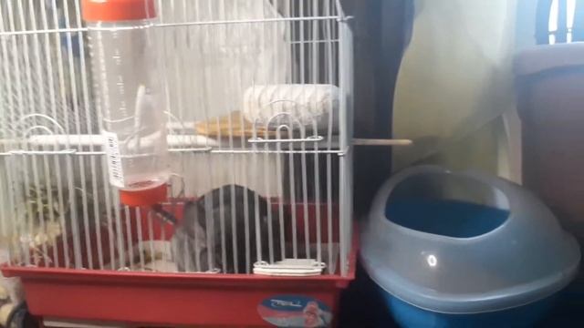 ШИНШИЛЛА ШУША🥰🥰🥰🥰🤑 смотреть онлайн