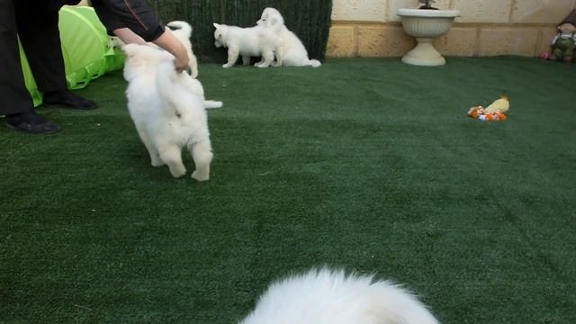 Portia / Prince 2015 puppies 52 days old - In the Puppy Playground 2 (No audio) смотреть онлайн