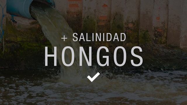 Entrevista Con Dr. Ramon Batista - MicroVidas Y Genomas