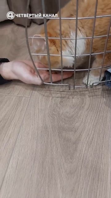 Судьба подопытного кота блогера, который охотился за хайпом и издевался над ним на камеру #shorts смотреть онлайн
