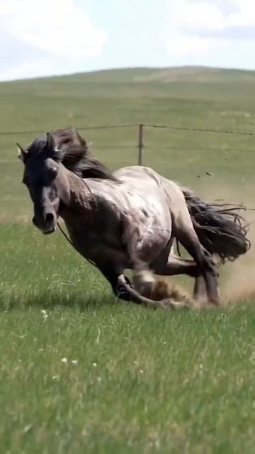 Das Pferd galoppiert / The horse gallops / лошадь скачет смотреть онлайн