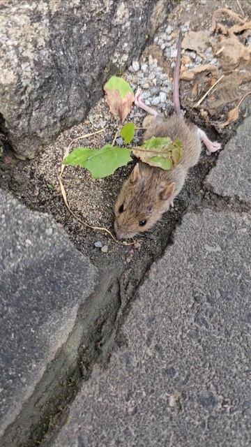 What happen to this mouse? #shortvideo #viral #viralvideo #wildanimals #animals #mouse смотреть онлайн