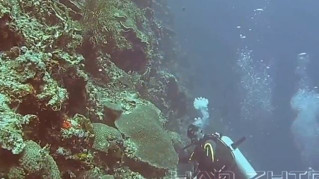 10 BEST DIVING SITES IN INDONESIA [] 1. BUNAKEN NATIONAL MARINE PARK смотреть онлайн