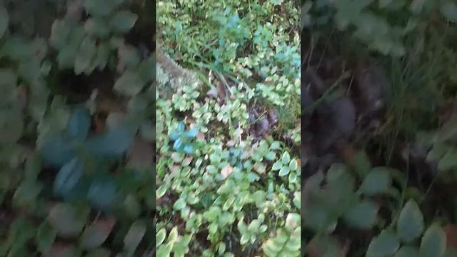 Полянка белых грибов.Август 2023 год.