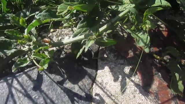 Испуганный жук смотреть онлайн