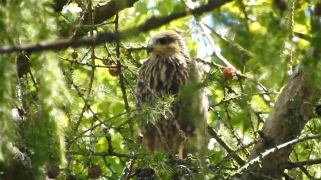 luňák hnědý ( Milvus migrans) смотреть онлайн