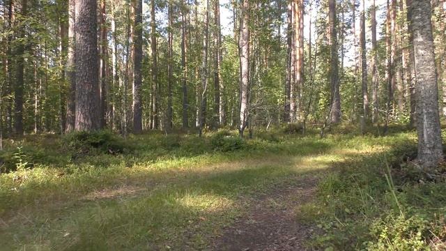 Крайние дни уходящего лета/Грибы 🍄/ Сосна окутана в рубаху.