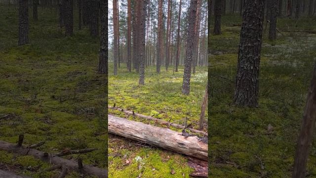 Боровики Карелии 28.08.2023 часть2 смотреть онлайн