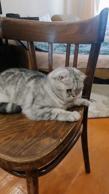 Кошка хочет, чтобы её тоже подстригли?! 😍 смотреть онлайн