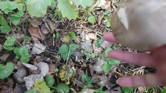 Прогулка за грибами, клещ вцепился в ручку внука смотреть онлайн