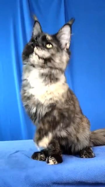 Australia Laguna Leo смотреть онлайн