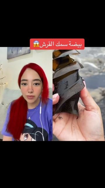 بيضة سمك القرش 😱 #اكسبلور#السعودية#سمك_القرش#foryou #fyp смотреть онлайн