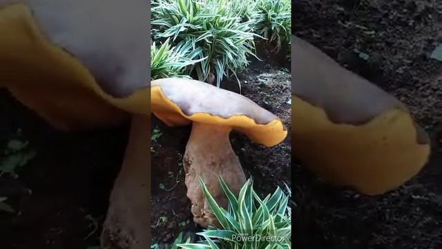 Giant fungi Jamur Raksasa , wow luar biasa смотреть онлайн