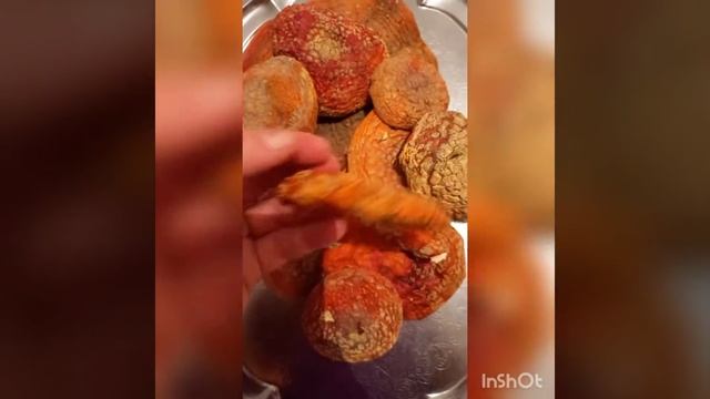 Португальские мухоморы❤🍄❤😍 #мухомор смотреть онлайн