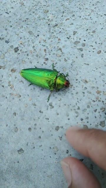 Metallic coloured Click Beetle spp., in Pahang National Park, Jerantut, Malaysia. смотреть онлайн