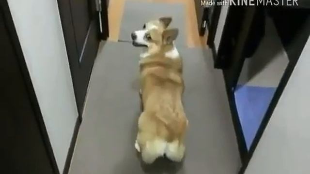 Хахахахахахах😂🐶 смотреть онлайн