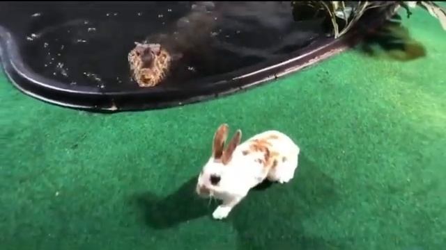 #viral rabbit vs crocodile😭😭😭 смотреть онлайн