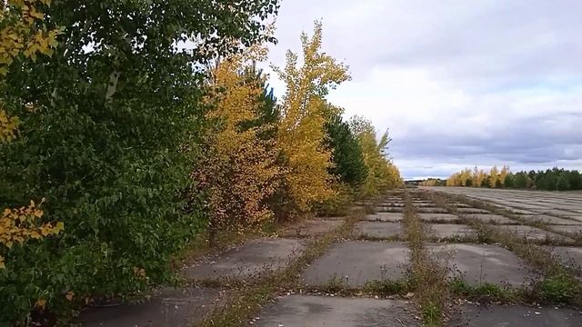 Приглашаю с нами в лес за грибами.