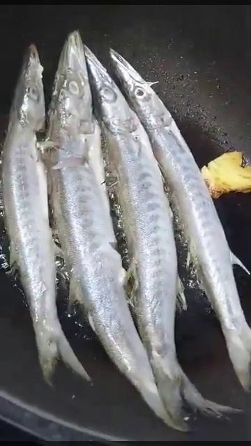 OBTUSE BARRACUDA/SPHYRAENA OBTUSATA #obtusebarracuda#satisfyingsound#trending#viral#asmr#shorts смотреть онлайн