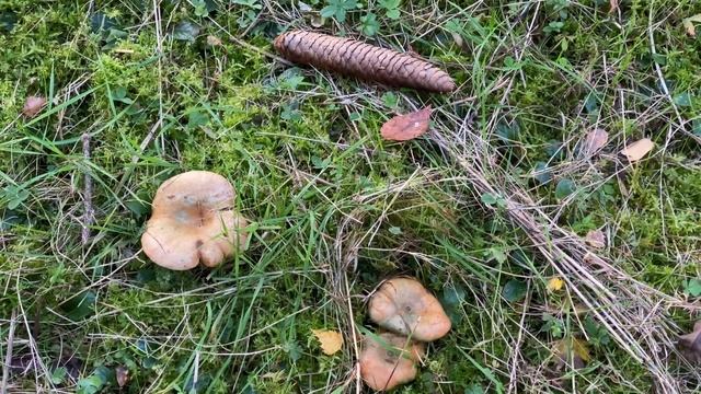 Lactarius deterrimus, November 27, 2023 смотреть онлайн