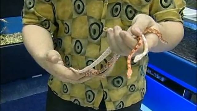 Caring for Corn Snakes : Corn Snake Colors смотреть онлайн