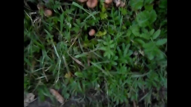 Осенние Опята смотреть онлайн