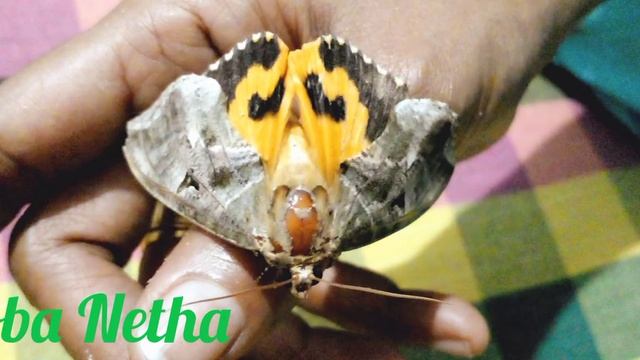 Common Fruit Piercing Moth смотреть онлайн