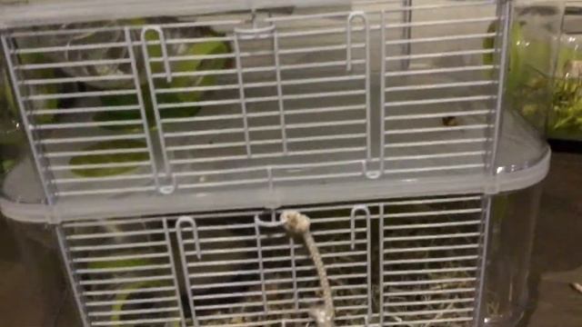 Présentation de la cage pour mon hamster смотреть онлайн