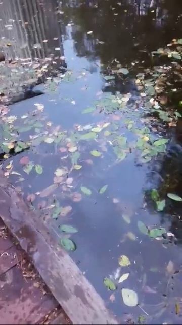 запускаем карпа в пруд смотреть онлайн