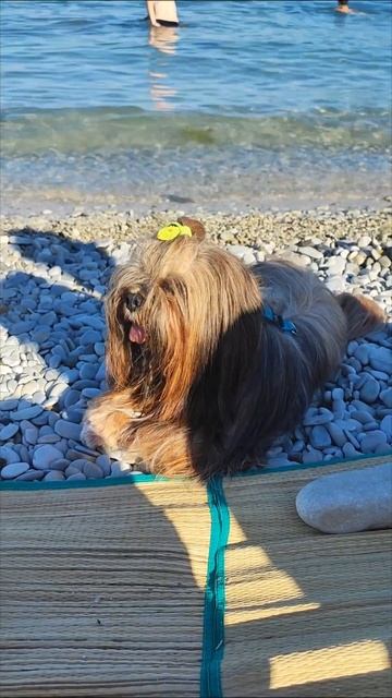 Жоржик на отдыхе в Кабардинке! смотреть онлайн