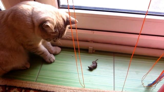 ЗАБАВНЫЕ МИНУТКИ! БИТВА ГОДА! КОТ ВАСЬКА ПРОТИВ ЗЕМЛЕРОЙКИ! смотреть онлайн