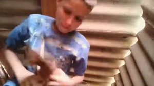 Как отличить голубя от голубки