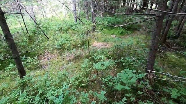 За чорною ягодою та Білими грибами в Карпати