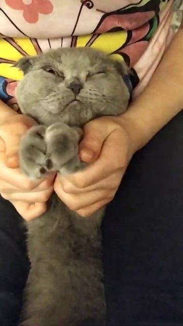 ладушки по кошачьи смотреть онлайн