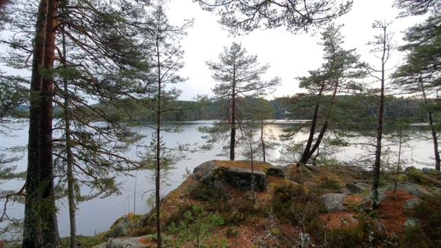 Фиолетовые грибы растут после снега. Непредсказуемая природа Норвегии. смотреть онлайн