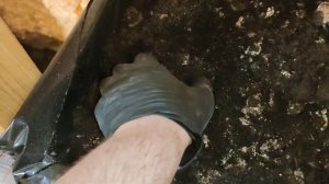 Червь Навозный Черный Принц