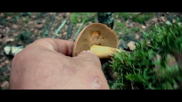 Закинемо на деякий час пісні)) І гайда на грибочки)) смотреть онлайн