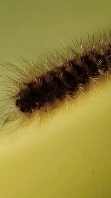 медведица деревенская #природа #энтомология #подпишись #shorts смотреть онлайн