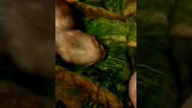 Сеня ест мороженое смотреть онлайн