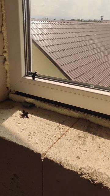 Шмель-плотник фиолетовый.  Вид одиночных пчёл семейства Apidae. Крупное одиночное насекомое смотреть онлайн