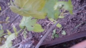 Виноград Эльдорадо, Абордаж, Джокер