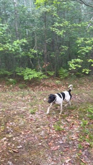 Coyotes calling Flora and Yuna to come play😂. смотреть онлайн
