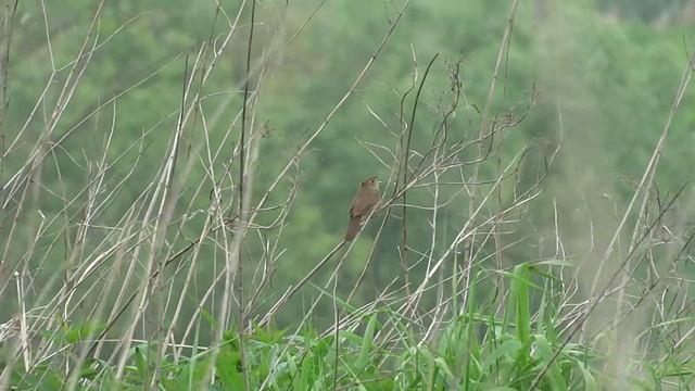 Strumieniówka, River Warbler (Locustella fluviatilis) смотреть онлайн