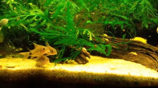 Corydoras Caudimaculatus breeding and laying Eggs