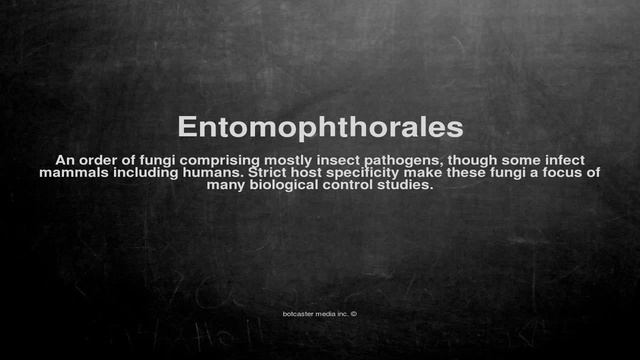 Medical vocabulary: What does Entomophthorales mean смотреть онлайн